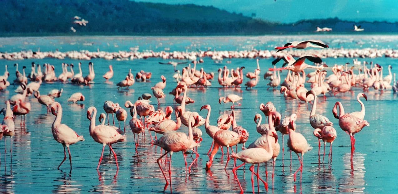 Lake Nakuru